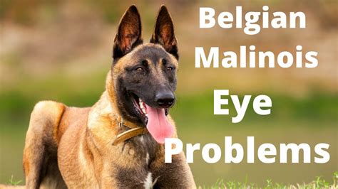 belgian malinois eye problems.